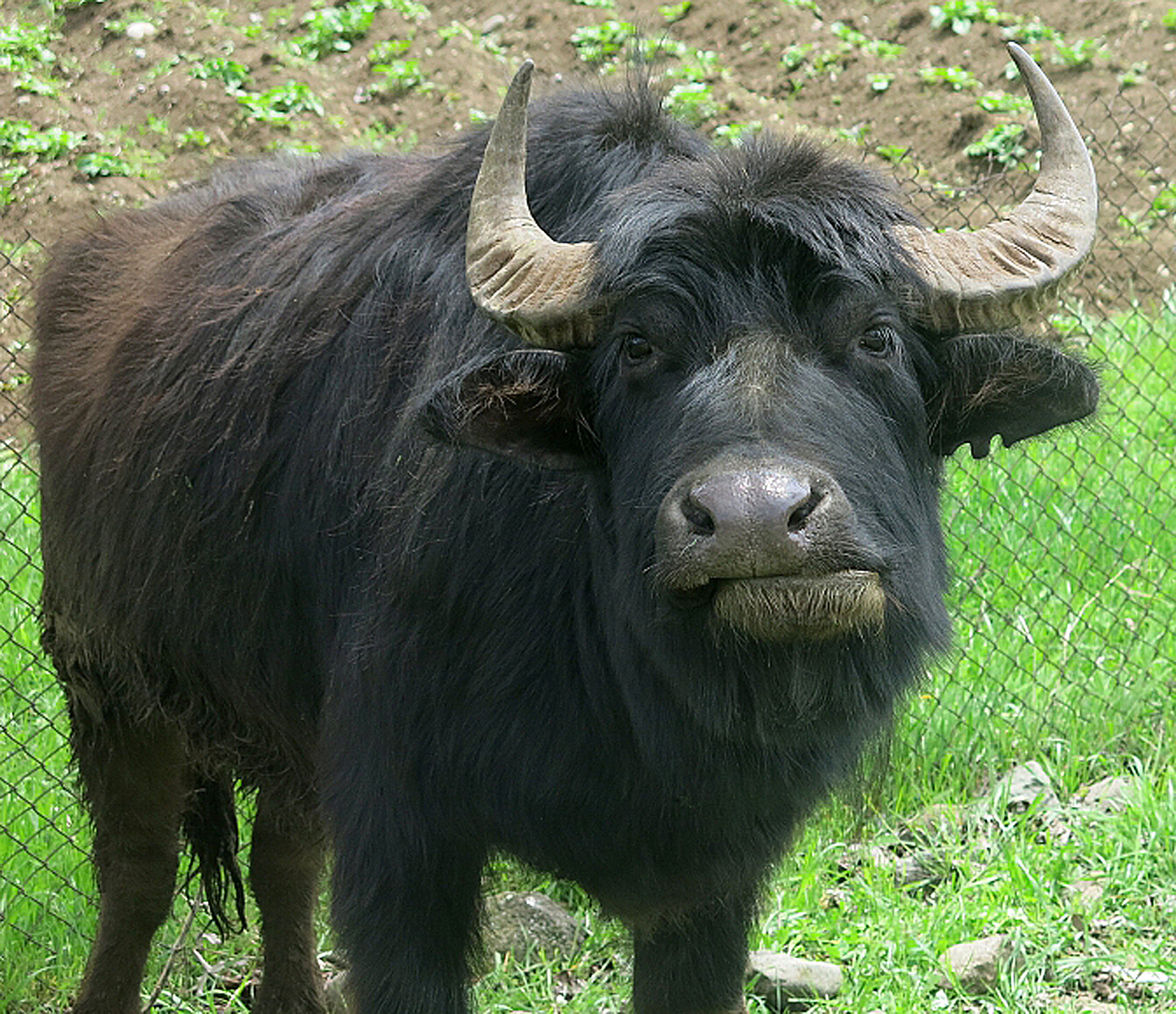 Un buffle sympa avec une touffe de cheveux ébouriffés entre les cornes