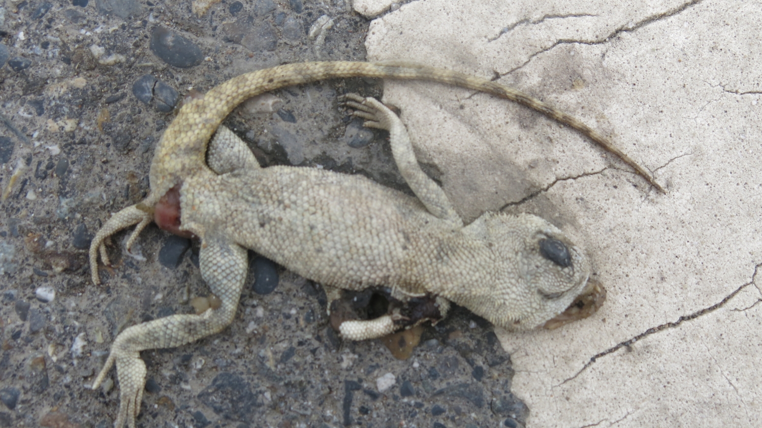 Faire le lézard